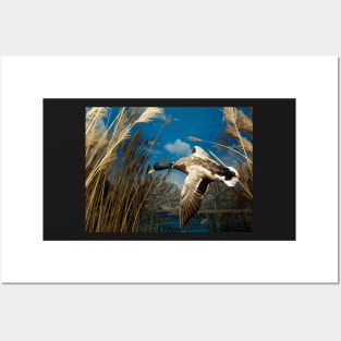 Natural environment diorama - a mallard  flying in the sky Posters and Art